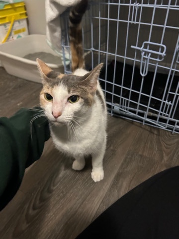 American Shorthair – free cat hi my name is Maisie
