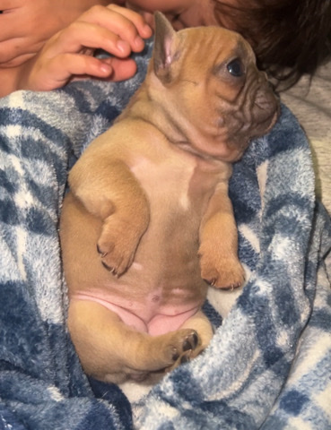 French Bulldog – French bulldog