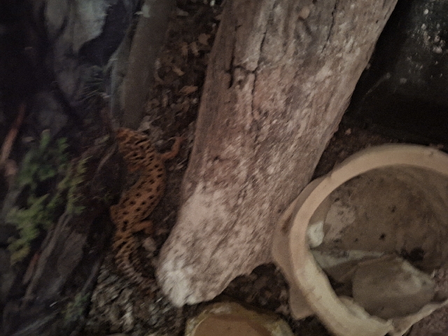 Leopard Gecko – report geicko – Sun Prairie