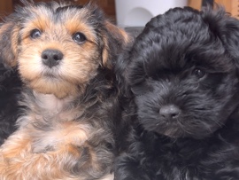 Morkie – Morkie Puppies – Peyton