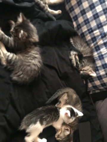 European Shorthair – Kittens for sale