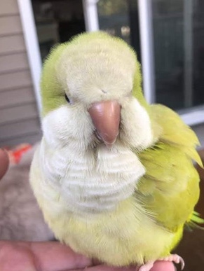 Quaker Parrot – baby Quaker baby for adoption