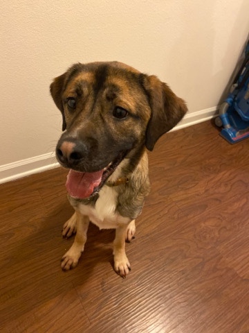 German Shepherd – rehoming