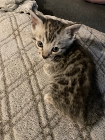Bengal – Silver Rosetted Female Bengal
