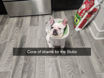 French Bulldog – French BullDog – Grand Prairie