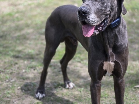 rehoming Enoch the Great Dane