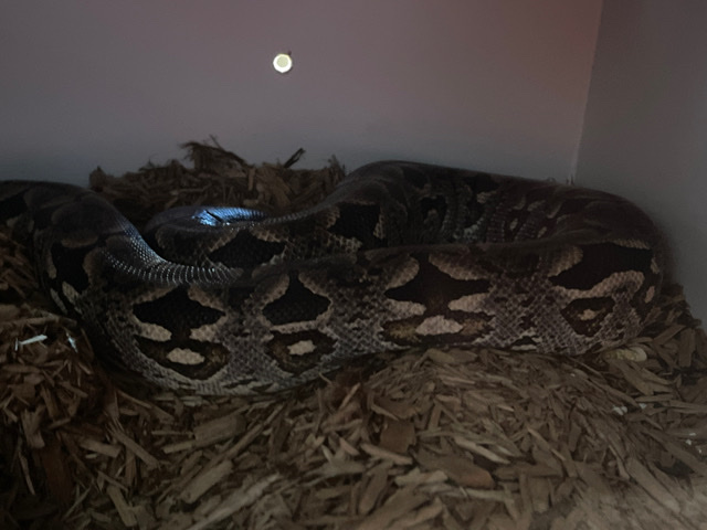 Beautiful Dumeril's boa