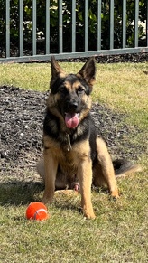 Luca German Shepherd 10 month old