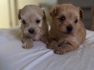 Maltipoo – maltipoo puppies – Fresno