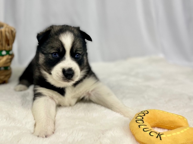Siberian Husky – Dylan - (female) Agouti Husky