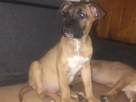 Cane Corso - looking for forever homes  available for adoption in Keighley