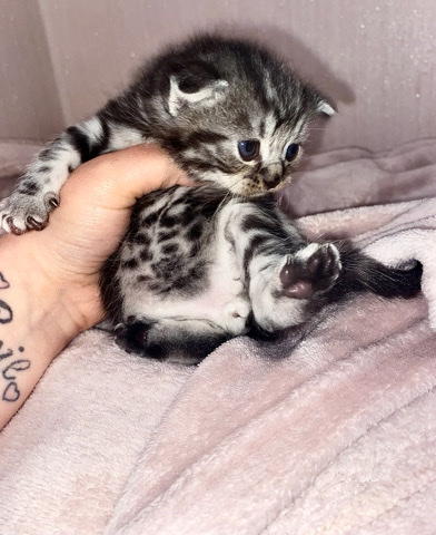 Scottish Fold – Scottish fold kittens