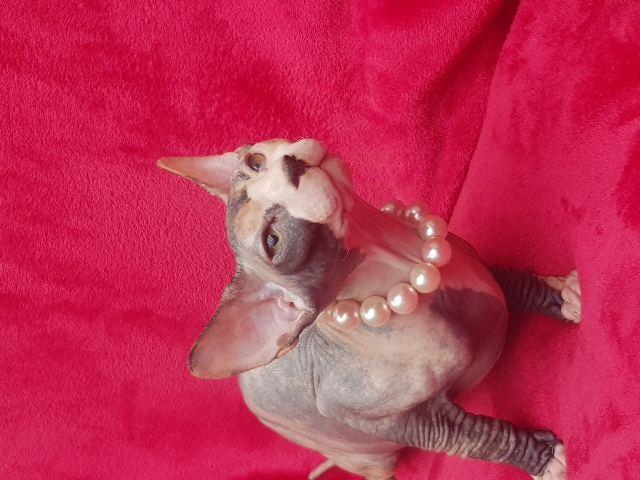Sphynx – Active tica regis. Amazing kittens.