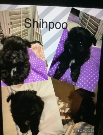 Shih Tzu – Beautiful Hypoallergenic ShihPoo Pup (travel help)