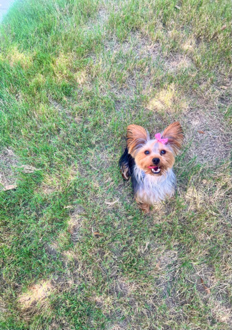 Yorkshire Terrier – Female Yorkie