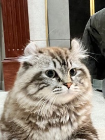 Ragdoll – Ragdoll/Highlander mix kitten