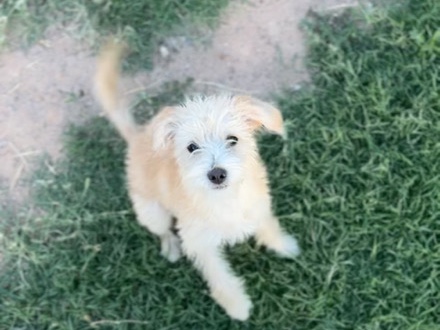 Maltipoo – Maltese/ Poddle/ terrier mix – El Paso