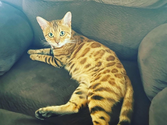 Bengal – Bengal Queen