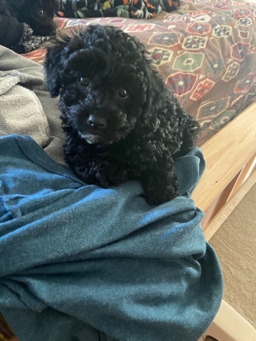 petite mini labradoodle