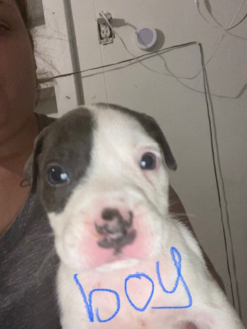 American Pit Bull Terrier – pit bull puppies