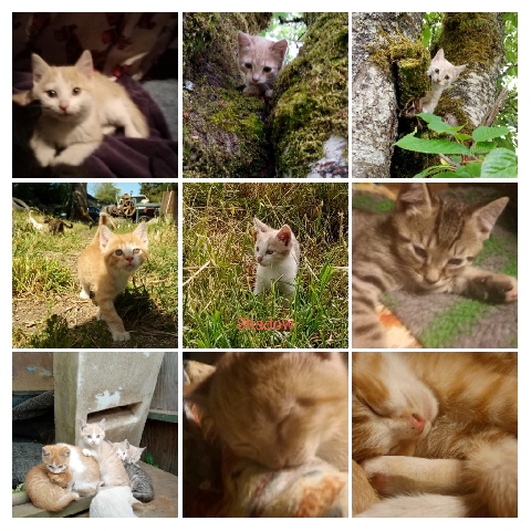 3 different litters