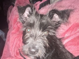 Mixed Breed – Hyper & Loving Dog Looking for a New Home – Stockton