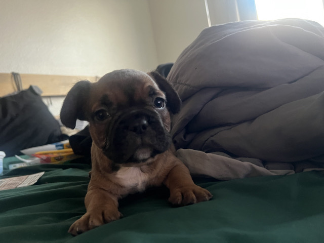 French Bulldog – French Bulldog Available for Rehoming – Hawthorne – Hawthorne