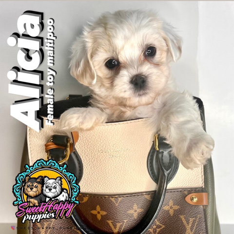 Maltese – Maltipoo
