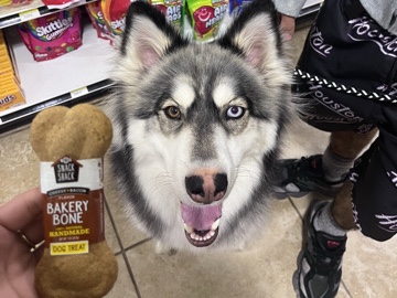 Alaskan Malamute – Alaskan Malamute Siberian Husky – Missouri City