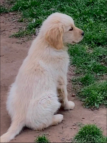 Golden Retriever – Golden Retriever Puppy