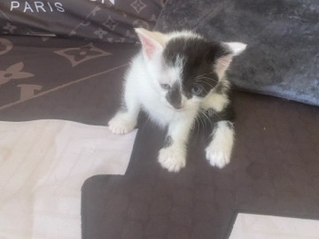 European Shorthair – European Shorthair Kitten - 4 Weeks Old - Bradford – Bradford