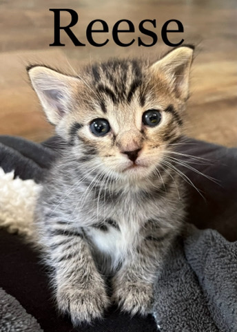 Kittens