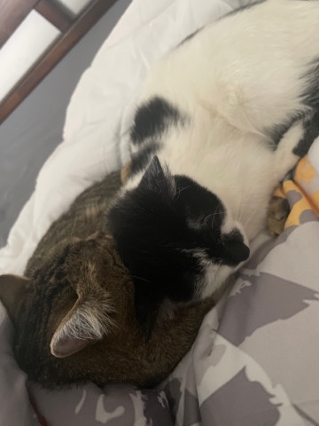 2 Cats-Immediate Rehoming