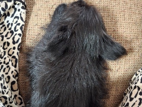 Pomsky – yorkie pom for sale – Morganza