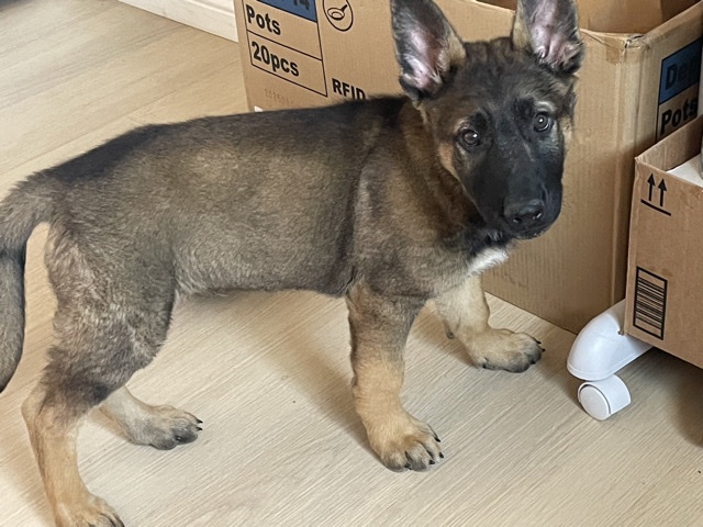 German Shepherd – German Shepherd Puppy for Sale – 11 Weeks Old in Hesperia – Hesperia