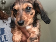  Dachshund puppy