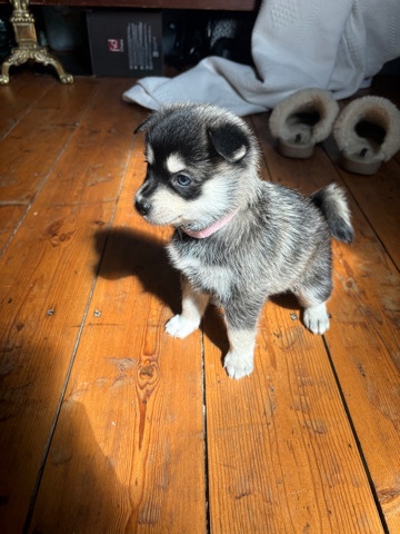 pomsky puppies