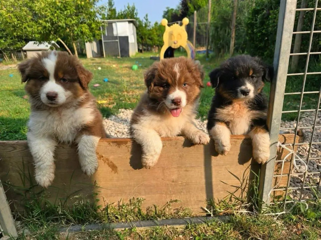 Australian Shepherd – Australia shepherd puppies Available – Zurich