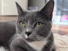 American Shorthair – rehome – San Bernardino