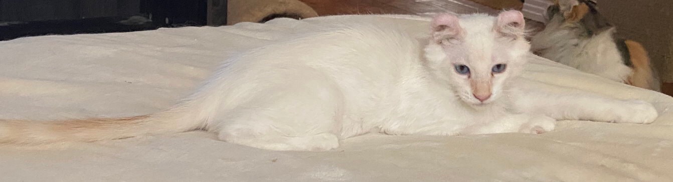 American Curl – Cat Available in Texas California and Ohio