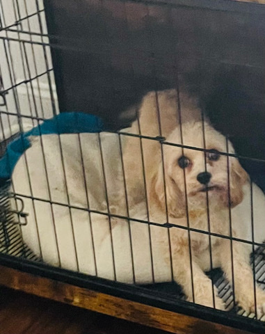 Poodle – Cavapoo for Sale