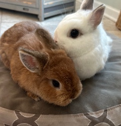 Netherland Dwarf Rabbits