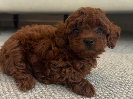 Poodle – Teacup Poodle Male – الشارقة