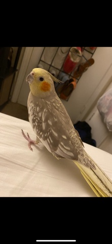 Cockatiel – cockatiel for sale