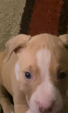 American Pit Bull Terrier – Red Nose Pit