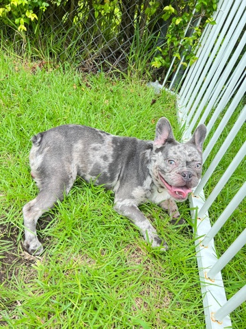 Not for sale ‼️ ONLY BREEDING‼️