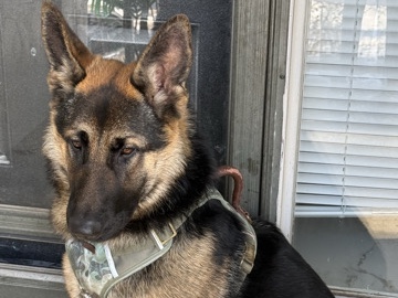 German Shepherd