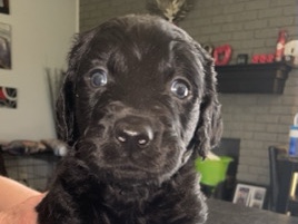 Doodle – doodle puppies – Fort Wayne