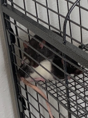 Rats for sale