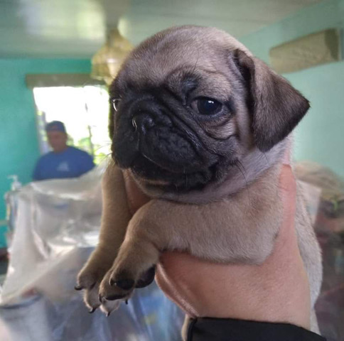 Pug – he 2 months he got his shots already